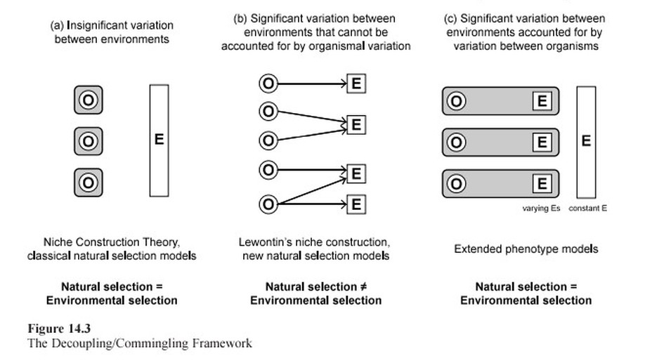 Decoupling, commingling, and the evolutionary significance of experiential niche construction